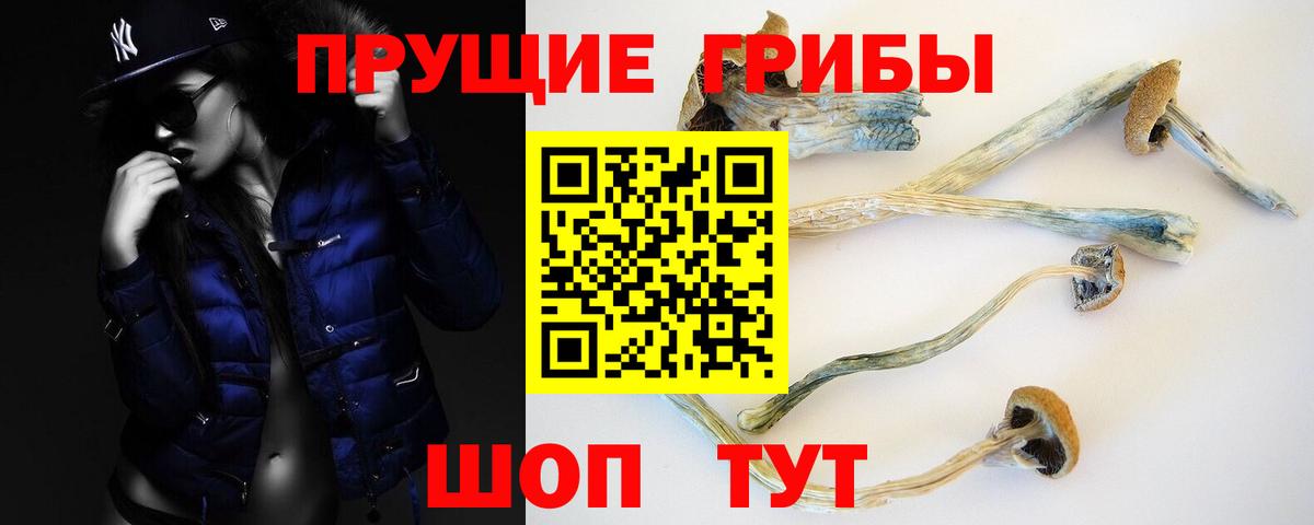 как найти наркотики  Шуя  Псилоцибиновые грибы Cubensis 